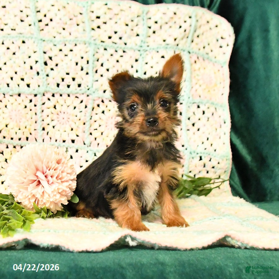 Yorkshire Terrier dogs for sale: Duncan - Ad 3