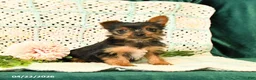 Yorkshire Terrier dogs for sale: Duncan - Ad 1