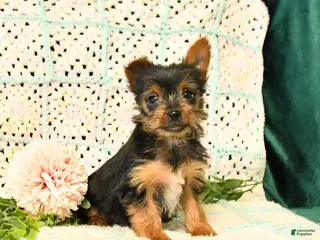 Yorkshire Terrier dogs for sale: Duncan - Ad 3