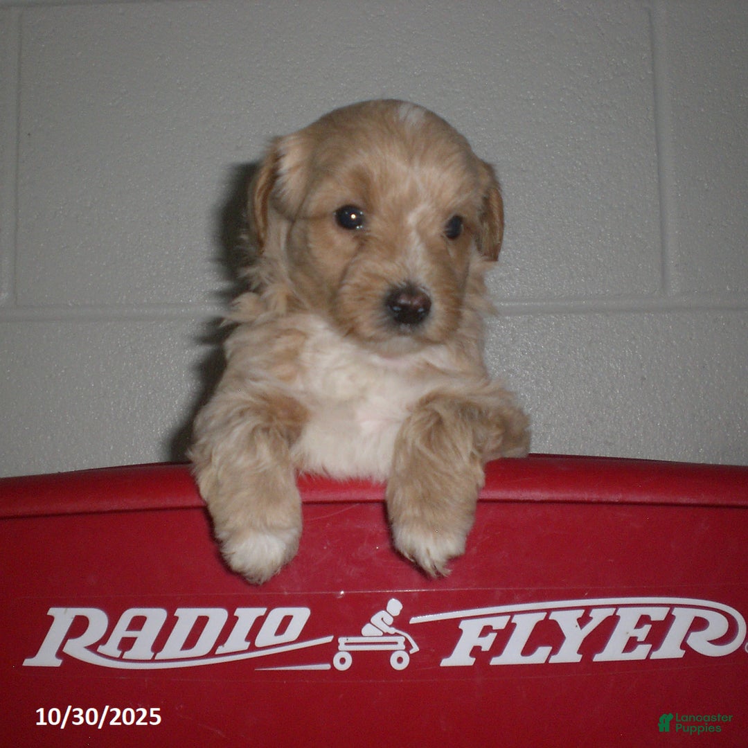 Yorkiepoo dogs for sale: Amber - Ad 12