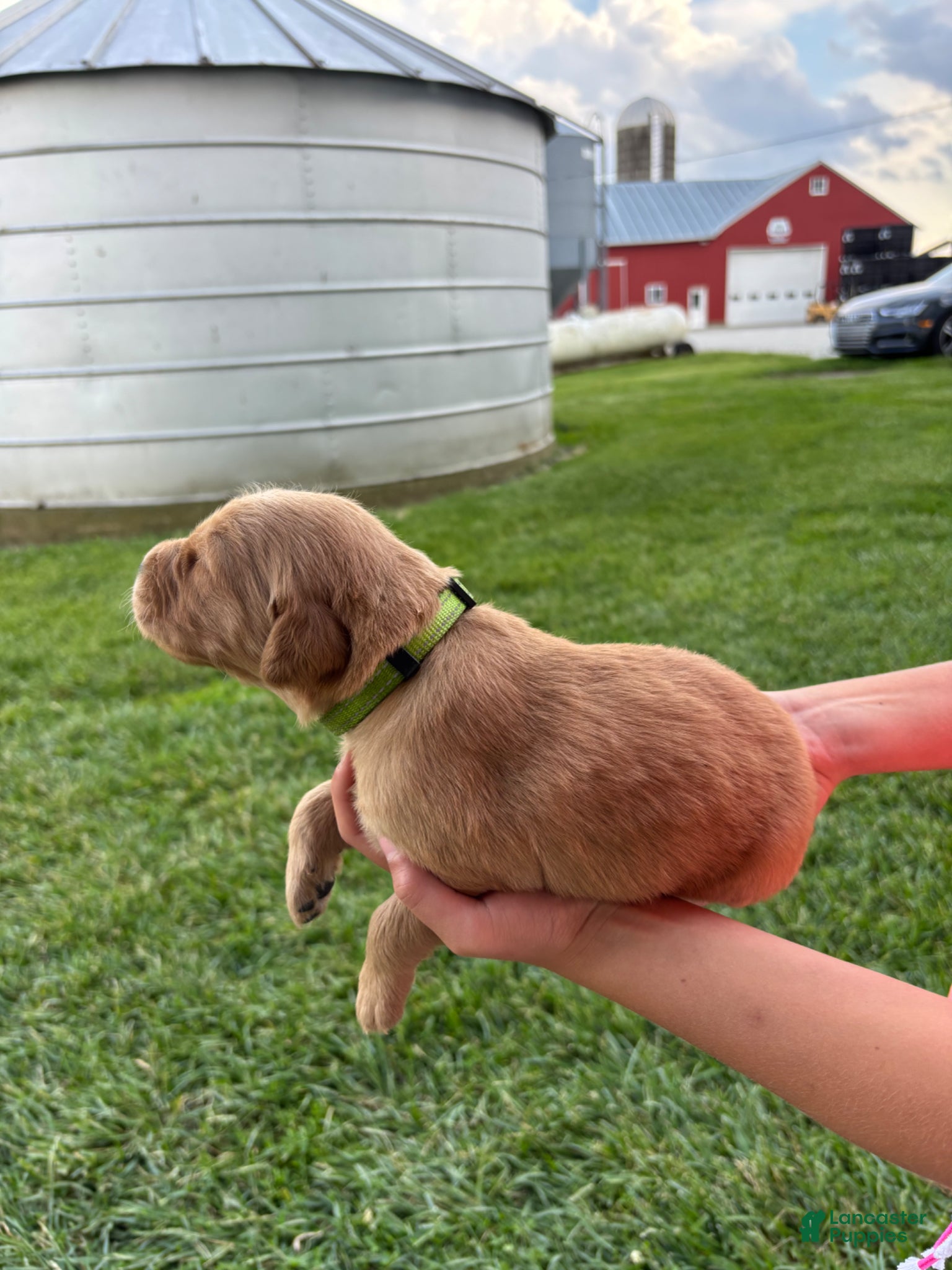 Golden Retriever Puppy 3