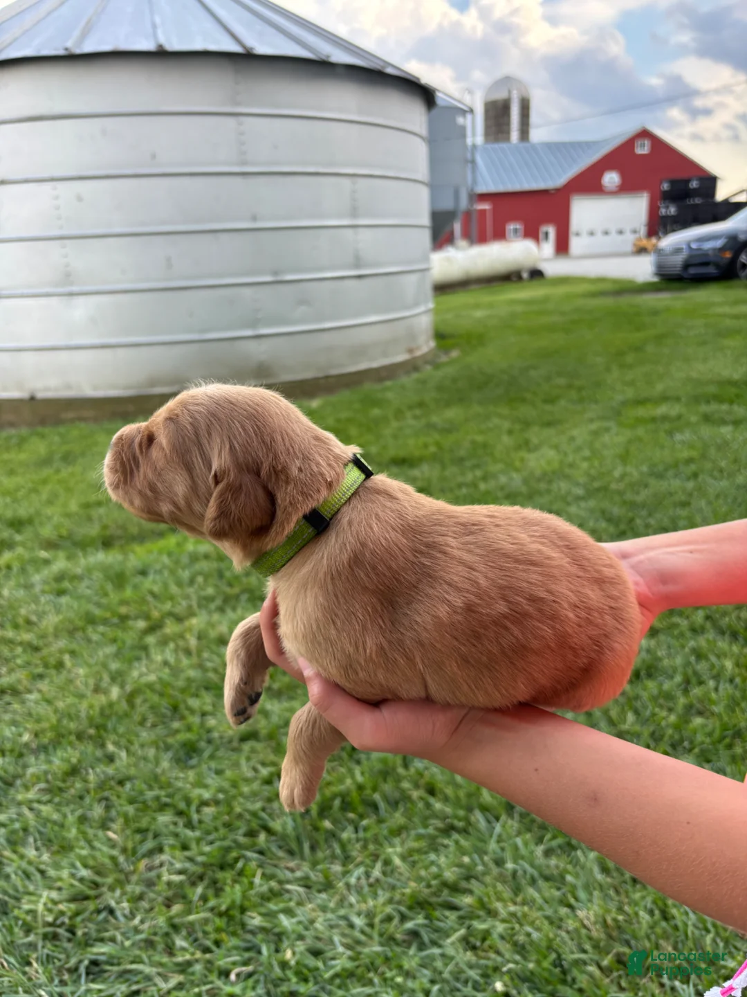 Golden Retriever dogs for sale: Golden Retriever Puppy 3 - Ad 1