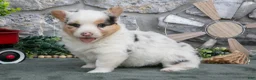 Welsh Corgi Pembroke dogs for sale: Asha - Ad 2