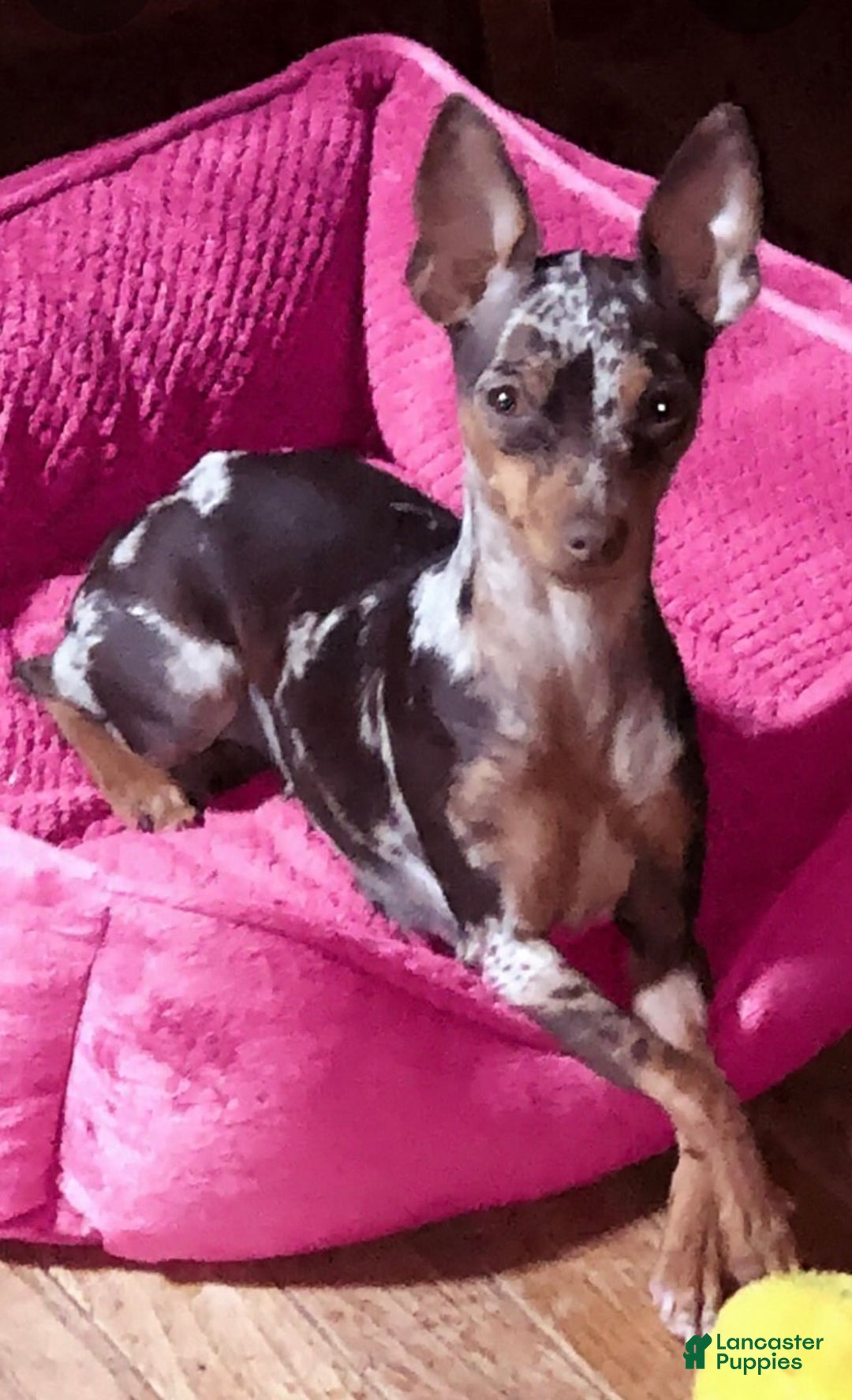 Gallery Image {{count}}