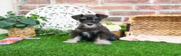 Miniature Schnauzer dogs for sale: Mercy - Ad 11