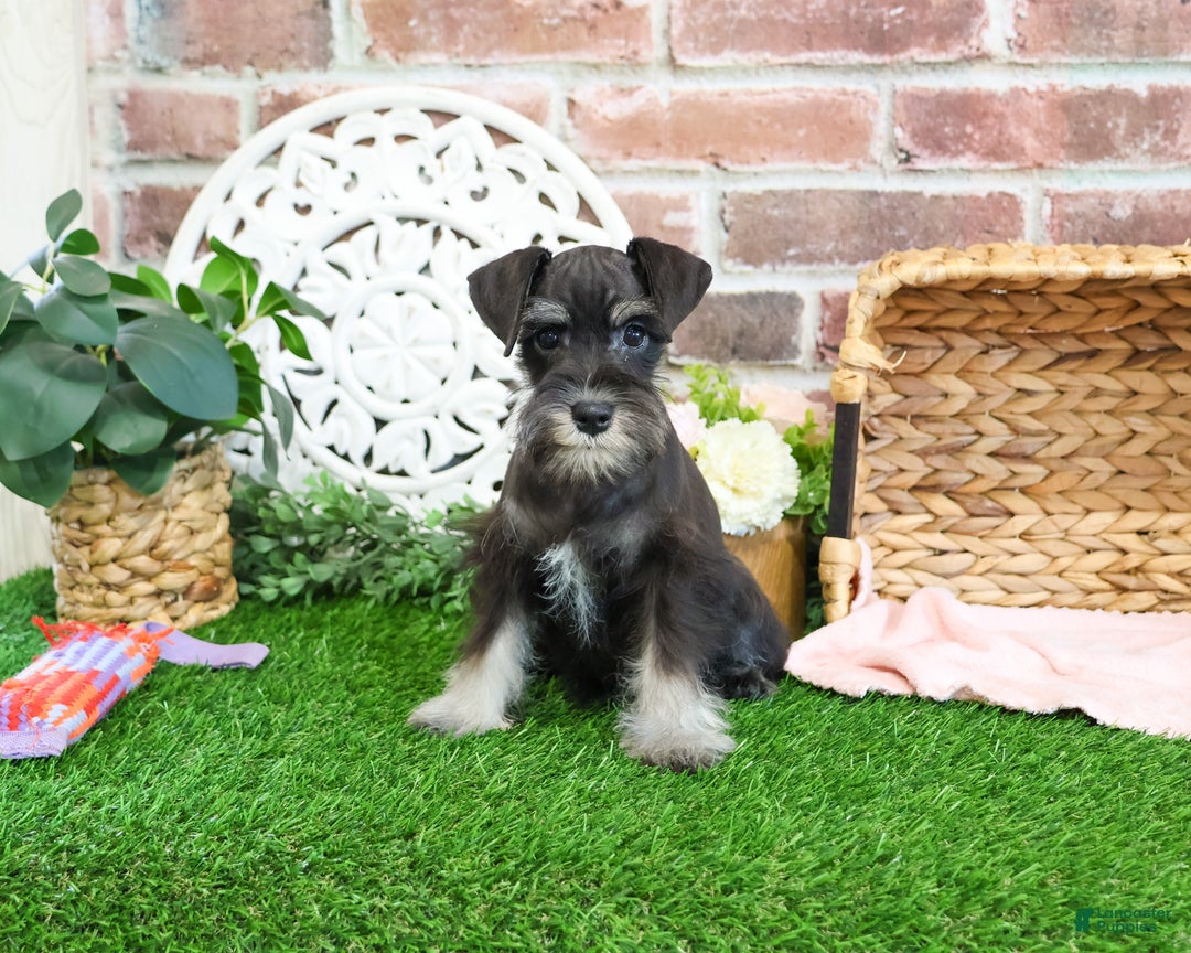 Miniature Schnauzer dogs for sale: Mercy - Ad 11