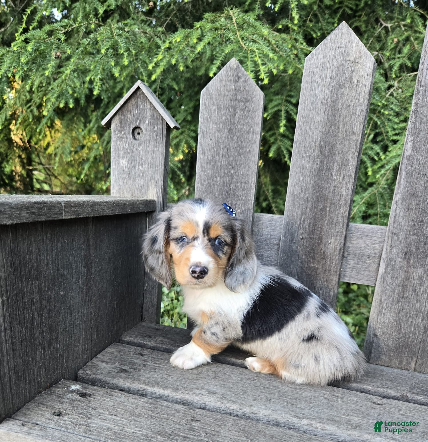 Miniature Dachshund dogs for sale: Barney - Ad 1