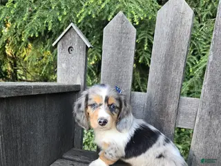 Miniature Dachshund dogs for sale: Barney - Ad 1