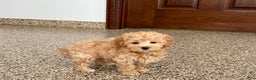 Maltipoo dogs for sale: Terry - Ad 2
