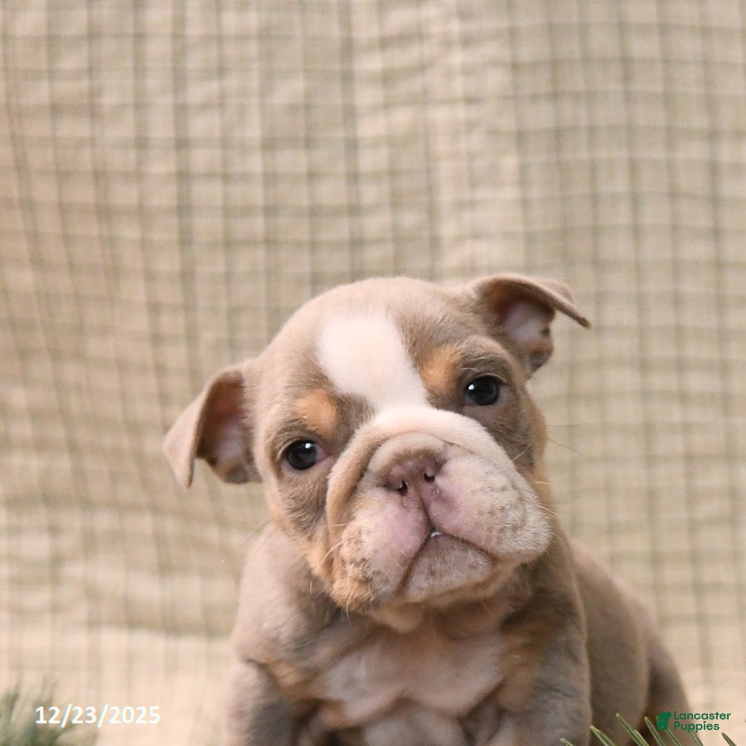 English Bulldog dogs for sale: Holly - Ad 5