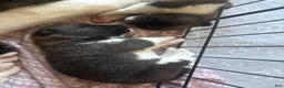 Akita dogs for sale: Akita 5 - Ad 1