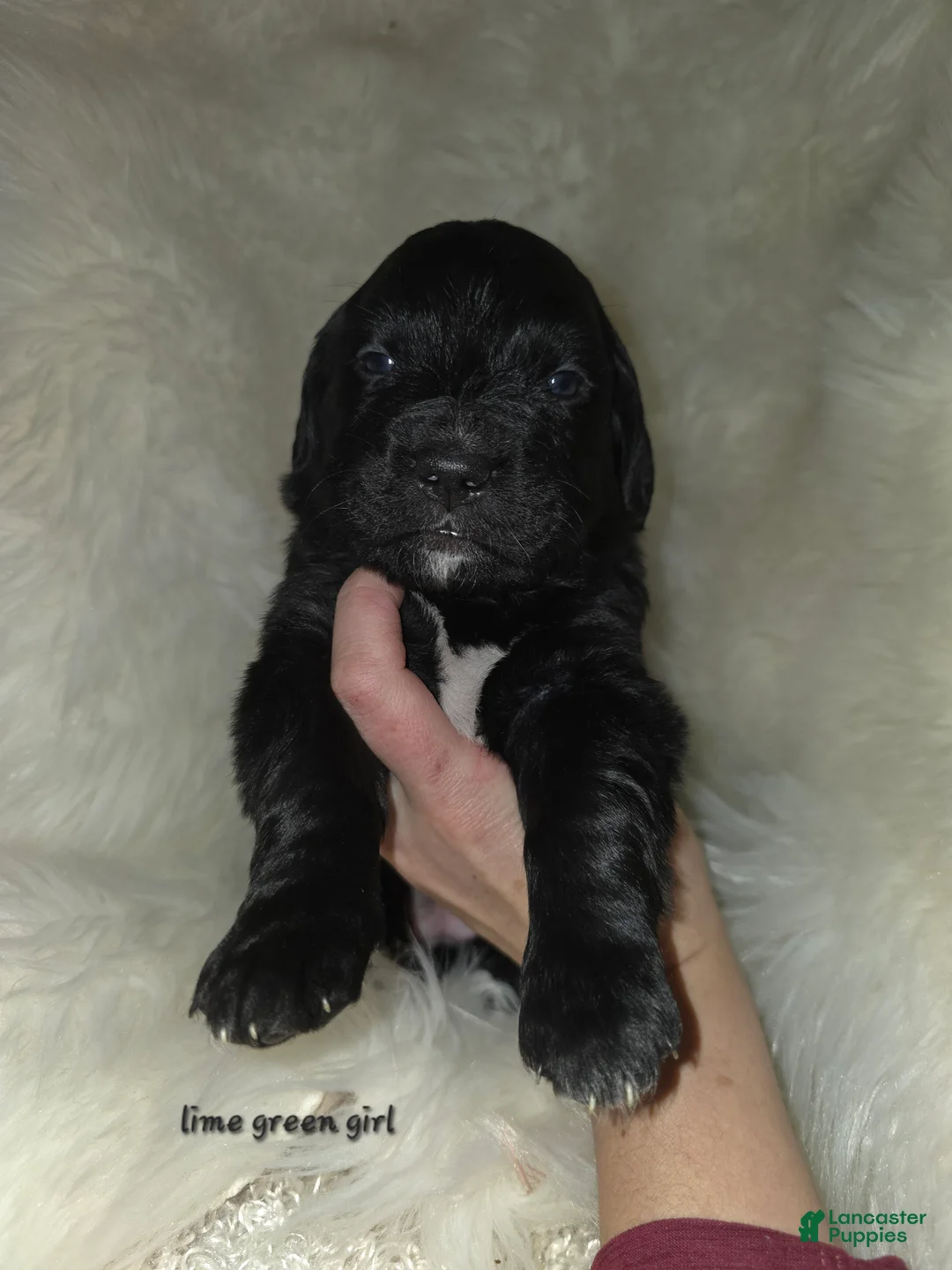 Mixed Breed dogs for sale: Mixed Breed Puppy 6 - Ad 1