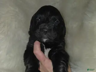 Mixed Breed dogs Mixed Breed Puppy 6 - Ad 38