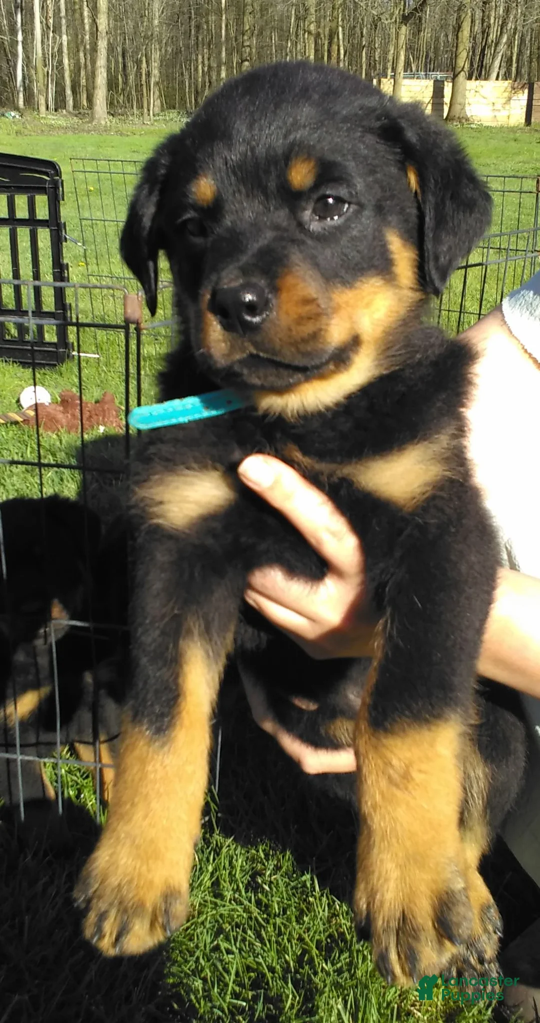 Rottweiler dogs for sale: Rottweiler Puppy 1 - Ad 1