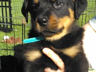 Rottweiler dogs for sale: Rottweiler Puppy 1 - Ad 2
