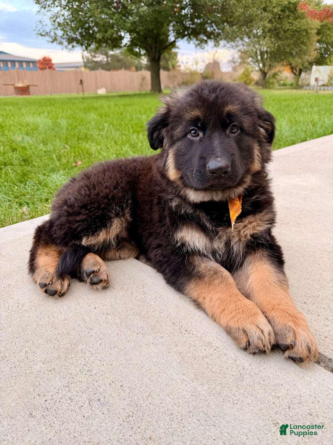 Bear for sale in Greenfield Lancaster Puppies