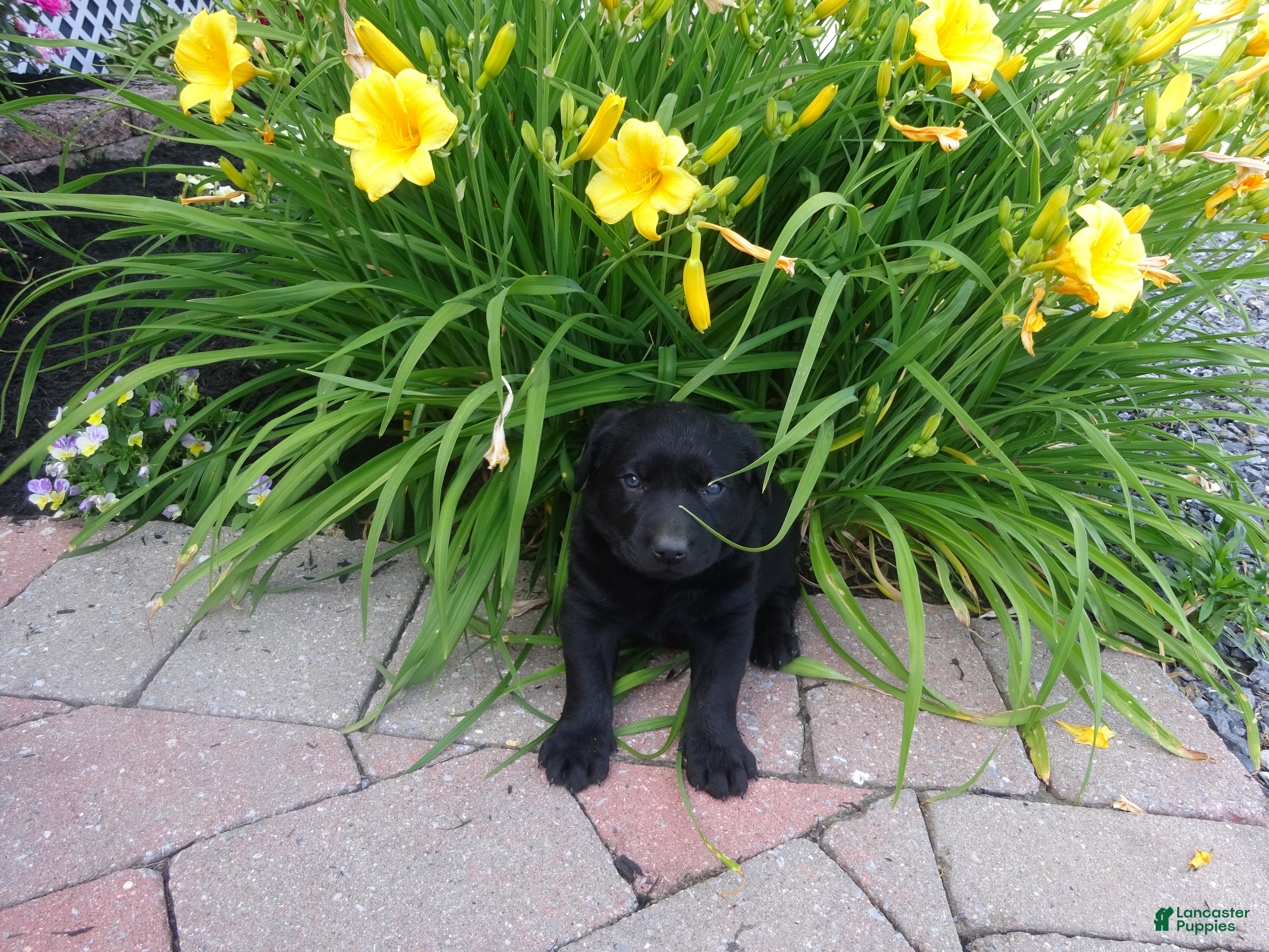 Labrador Retriever dogs Daffodil - Ad 1