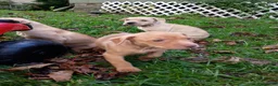 Mixed Breed dogs for sale: Rednose Female - Ad 5