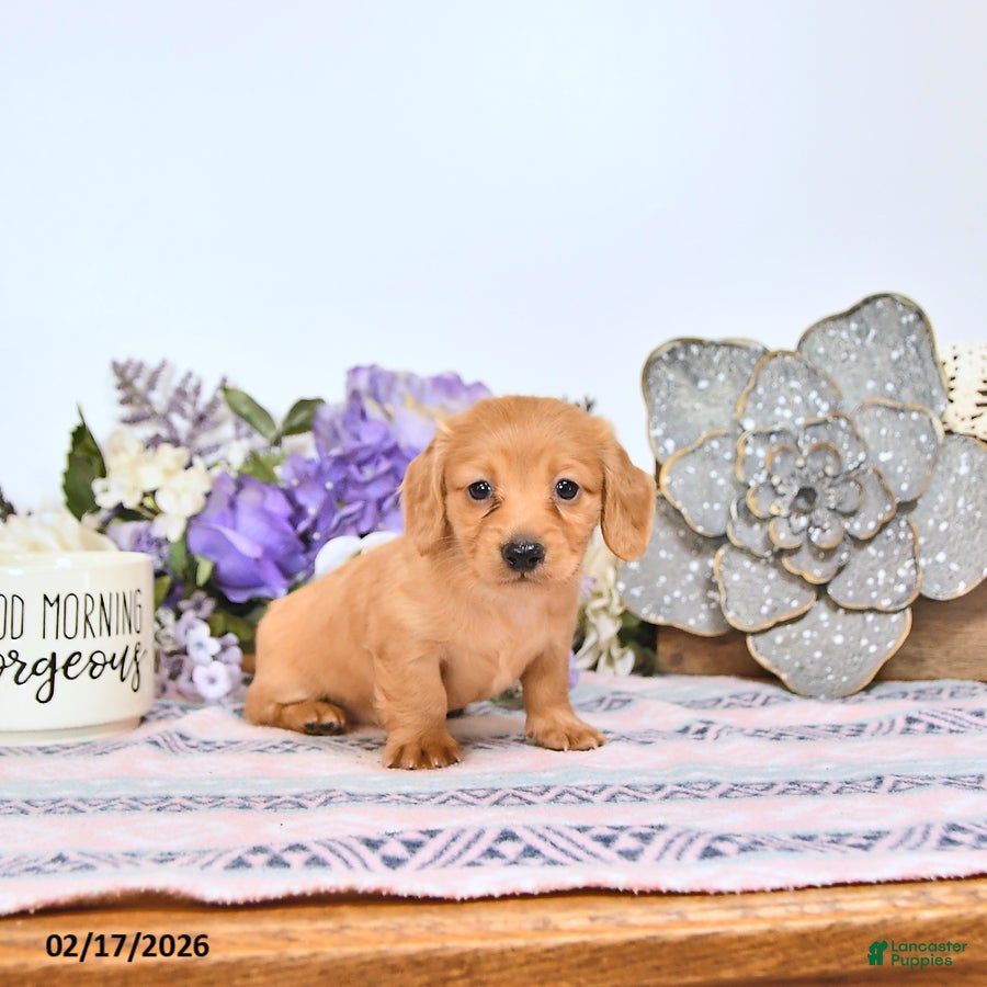 Miniature Dachshund dogs Cookie - Ad 2