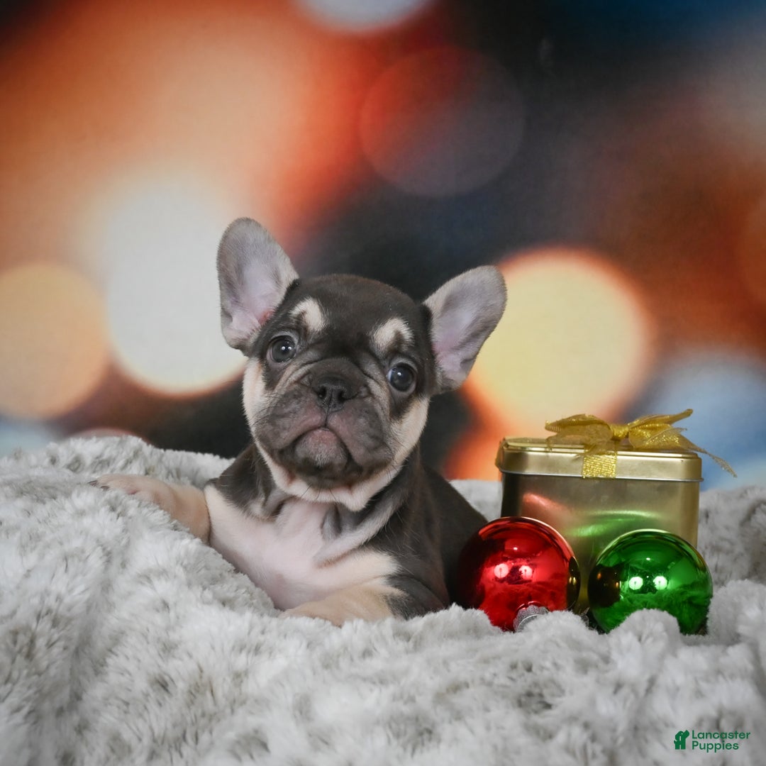 French Bulldog dogs for sale: Courtney - Ad 2
