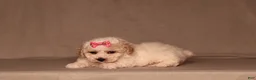 Miniature Poodle dogs for sale: Dove - Ad 3