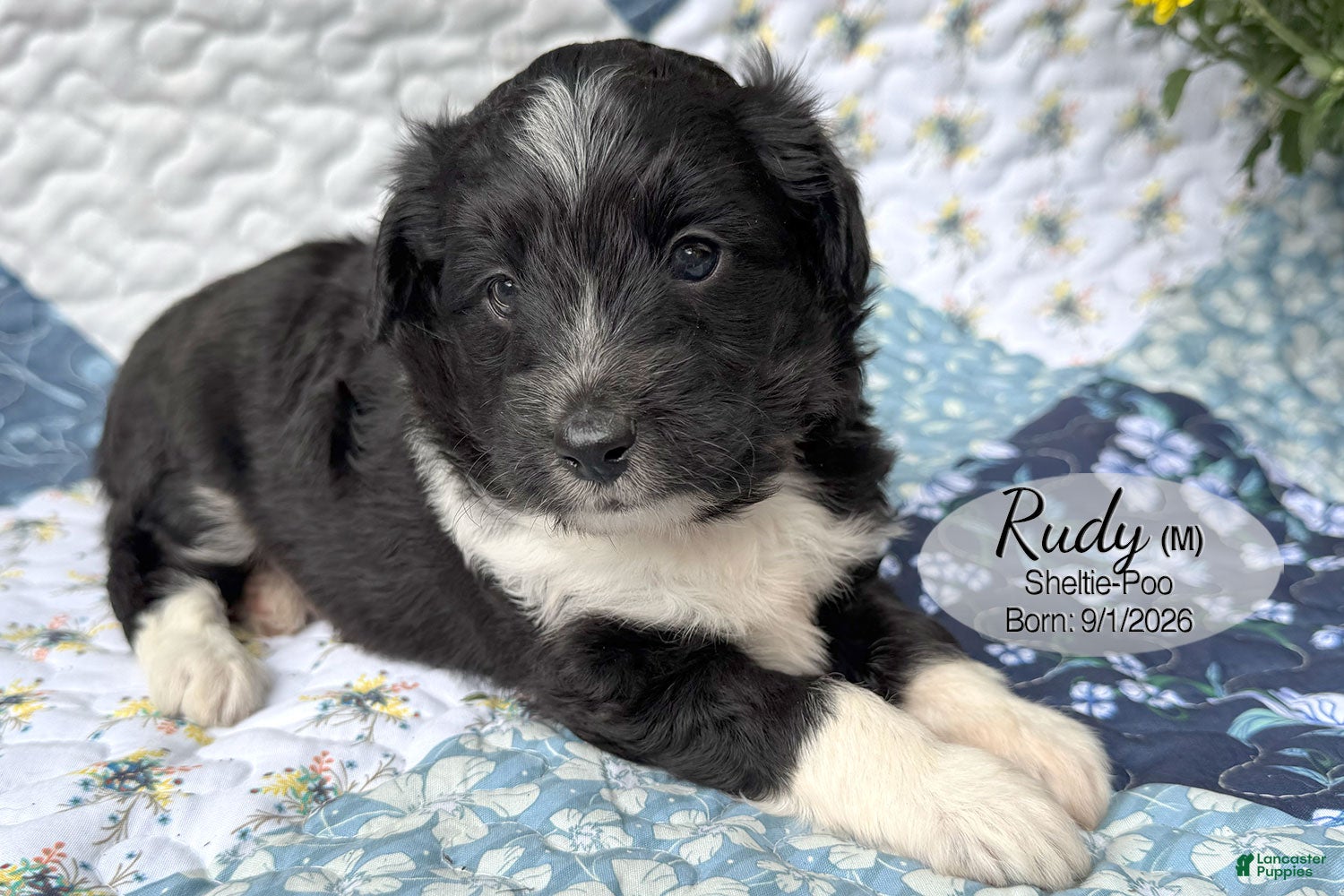 Sheltiedoodle dogs for sale: Rudy - Ad 2