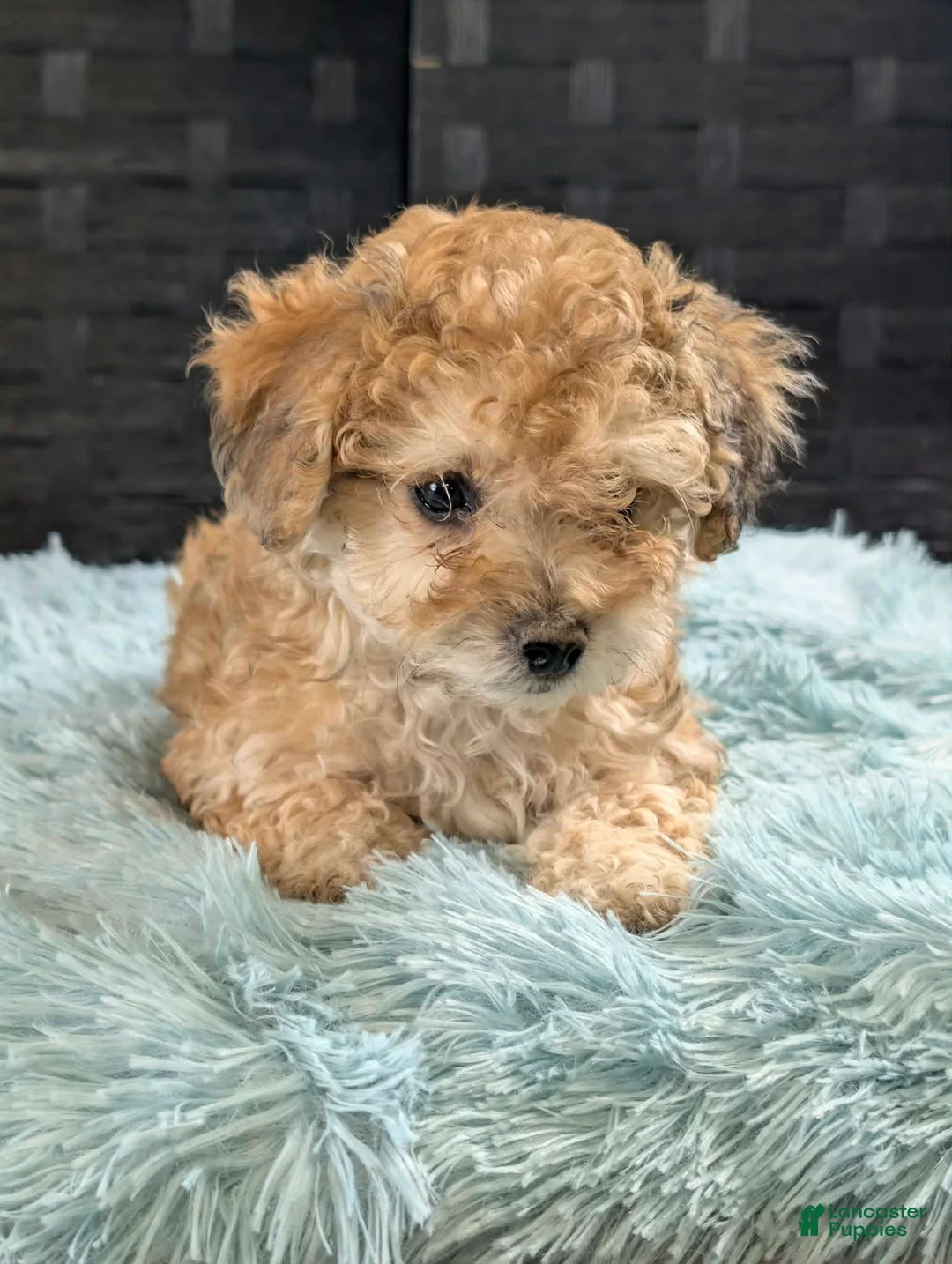 Bichpoo dogs for sale: Mickey - Ad 3