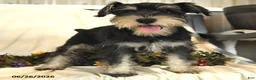Miniature Schnauzer dogs for sale: George - Ad 9