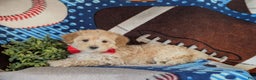 Maltipoo dogs for sale: Corbett - Ad 3