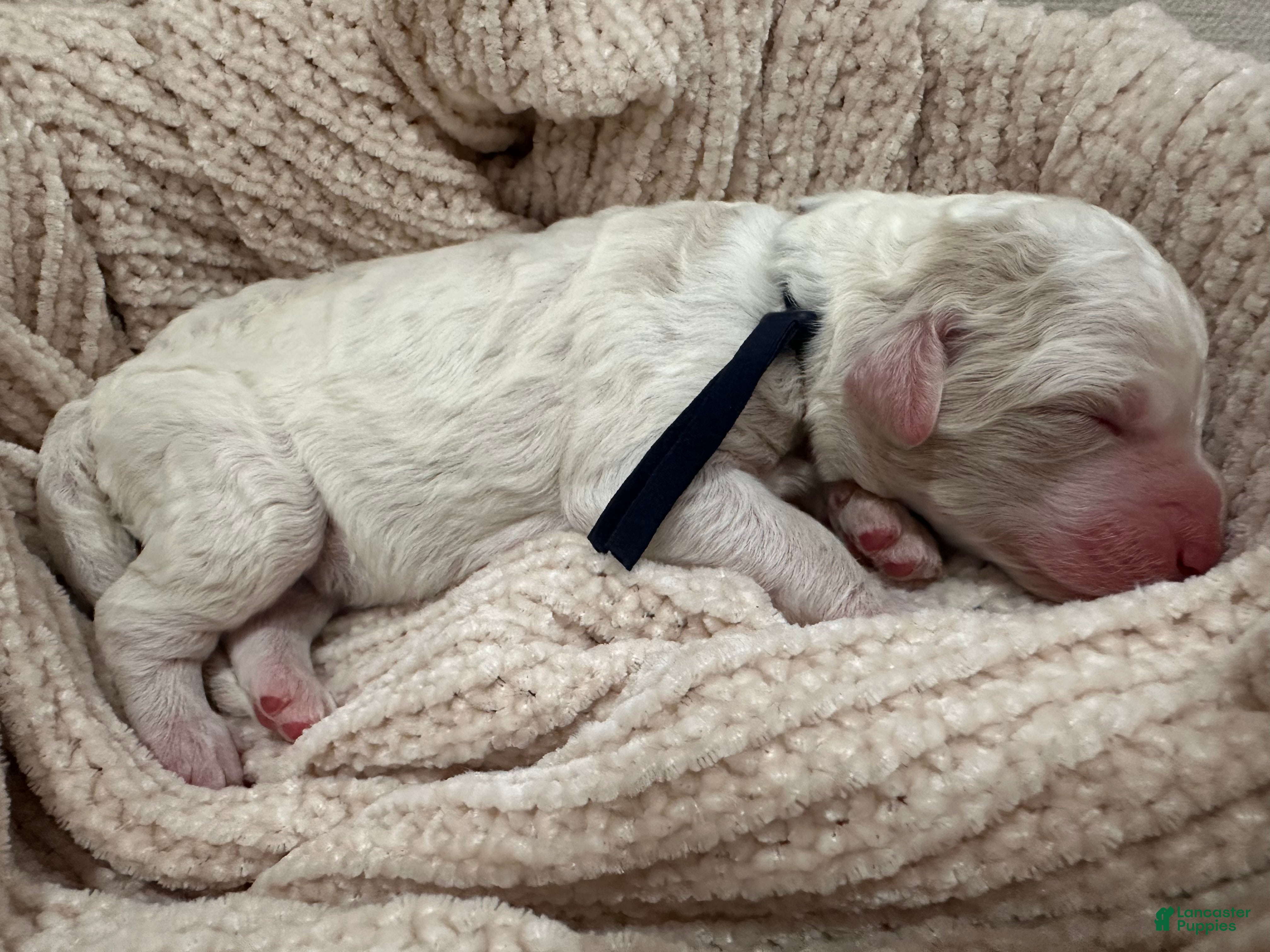 Goldendoodle dogs Ash 🖤 - Ad 36