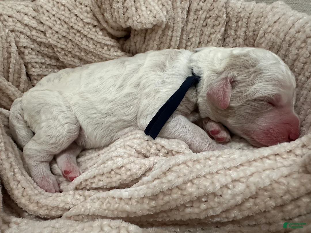 Goldendoodle dogs for sale: Ash 🖤 - Ad 1
