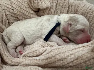 Goldendoodle dogs Ash 🖤 - Ad 36