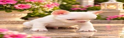 French Bulldog dogs for sale: Pink Bear  - Ad 15