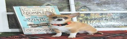 Chihuahua dogs for sale: Fritz - Ad 5