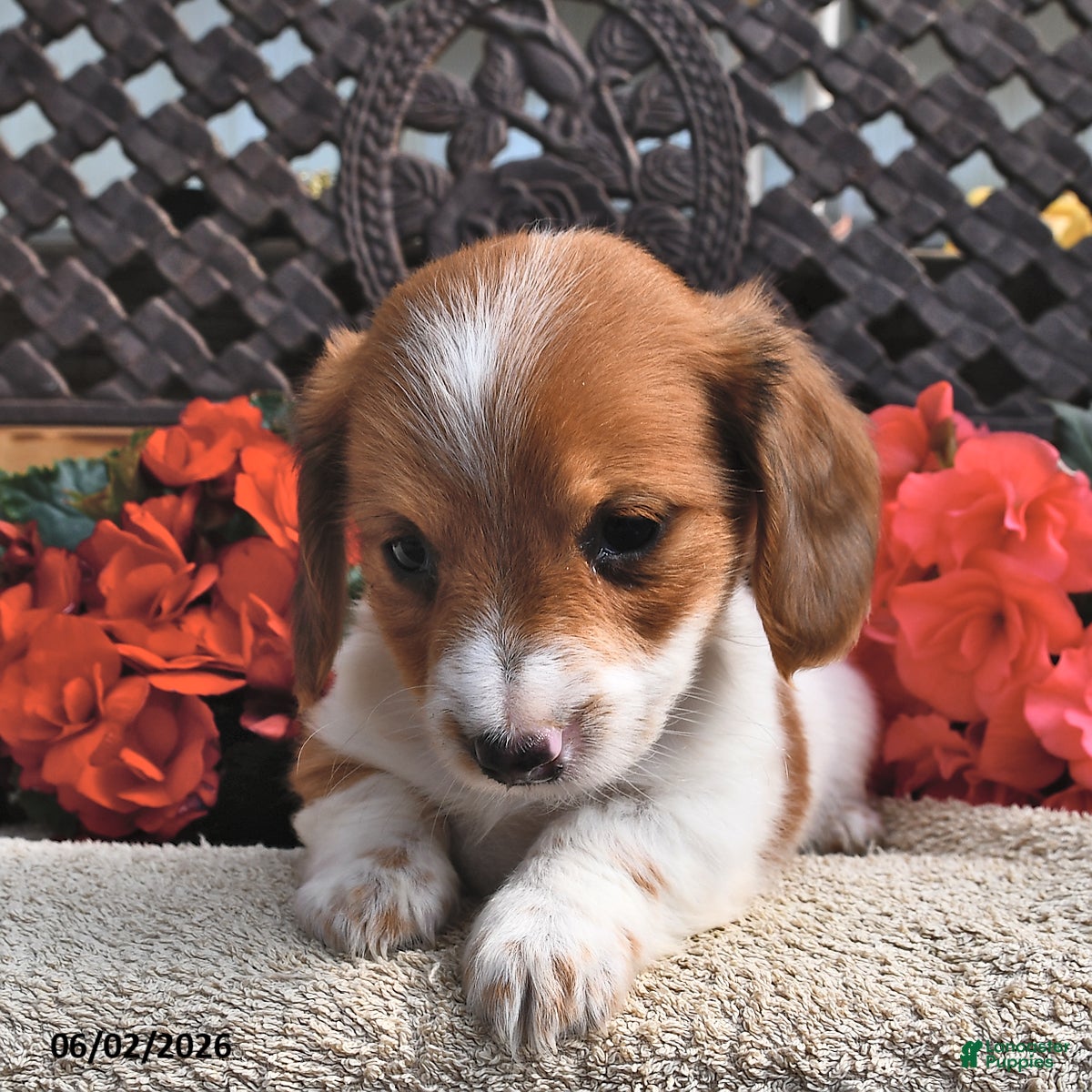 Miniature Dachshund dogs for sale: Bella   - Ad 3
