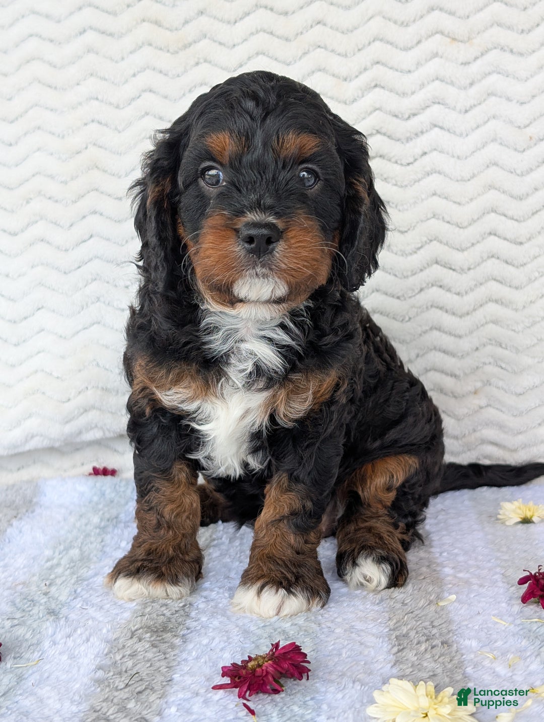 Cavapoo dogs for sale: Abby - Ad 12