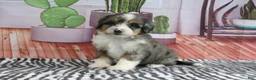Mini Bernedoodle dogs for sale: Stella - Ad 4