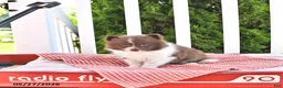 Pomeranian dogs for sale: Kade - Ad 3