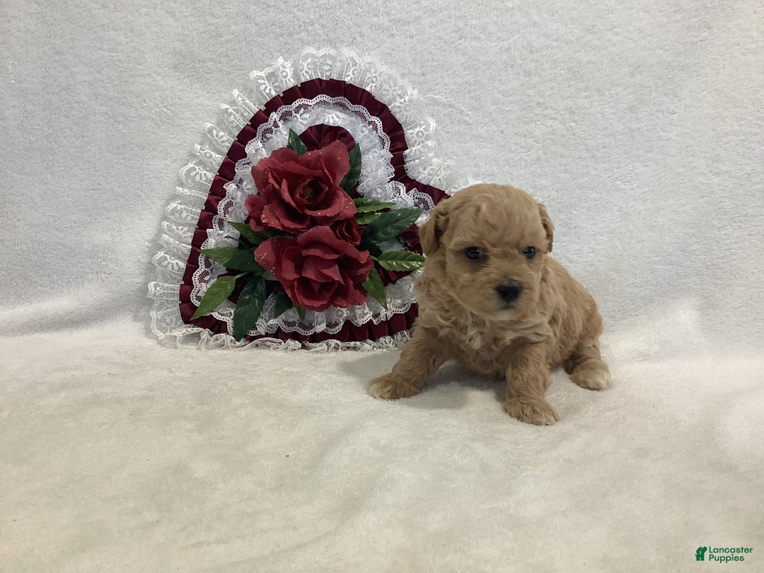 Maltipoo dogs for sale: Crunchy  - Ad 5