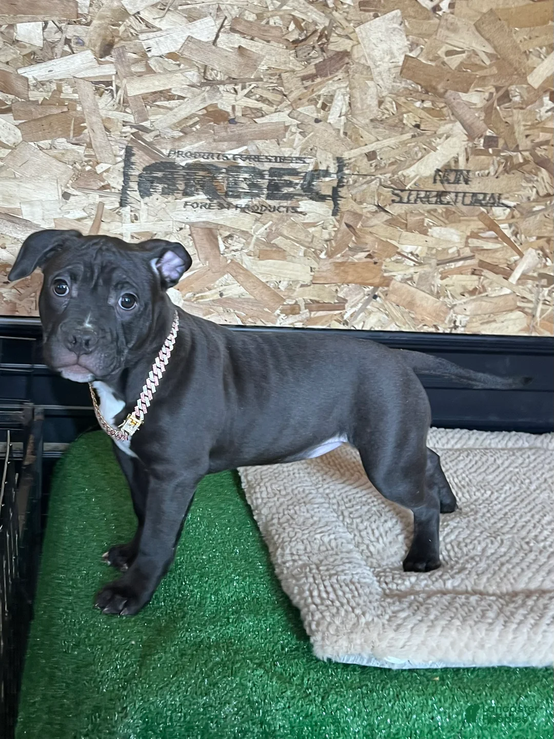 American Bully dogs for sale: Nova - Ad 4