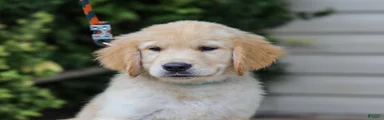 Ansel ACA Golden Retriever Pup