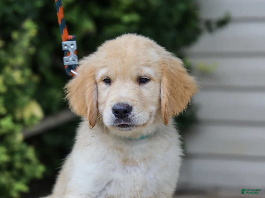 Golden Retriever dogs for sale: Ansel ACA Golden Retriever Pup - Ad 1