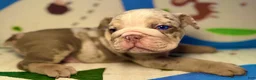 English Bulldog dogs for sale: Smokey - Ad 12