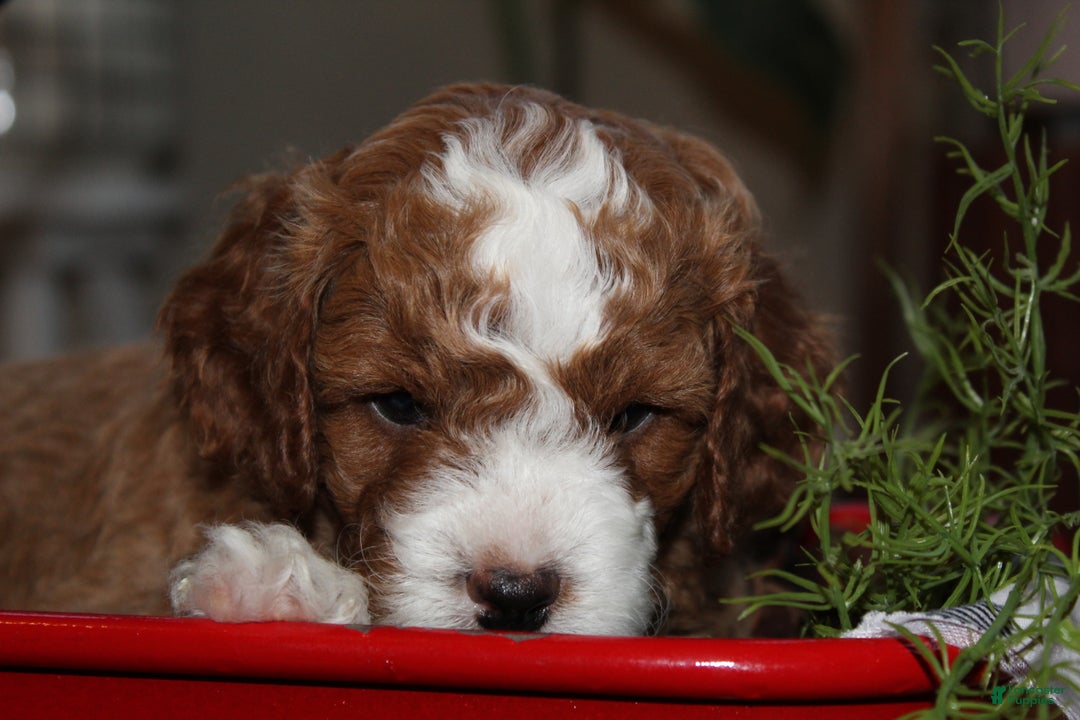 Cavapoo dogs for sale: Jolly - F1B Cavapoo Male - Ad 6