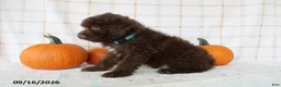 Mini Aussiedoodle dogs for sale: Barkley - Ad 4
