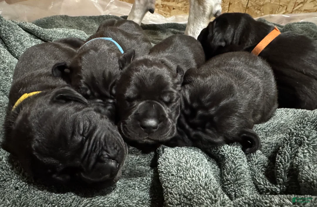 Great Dane dogs for sale: Tobie - Ad 20