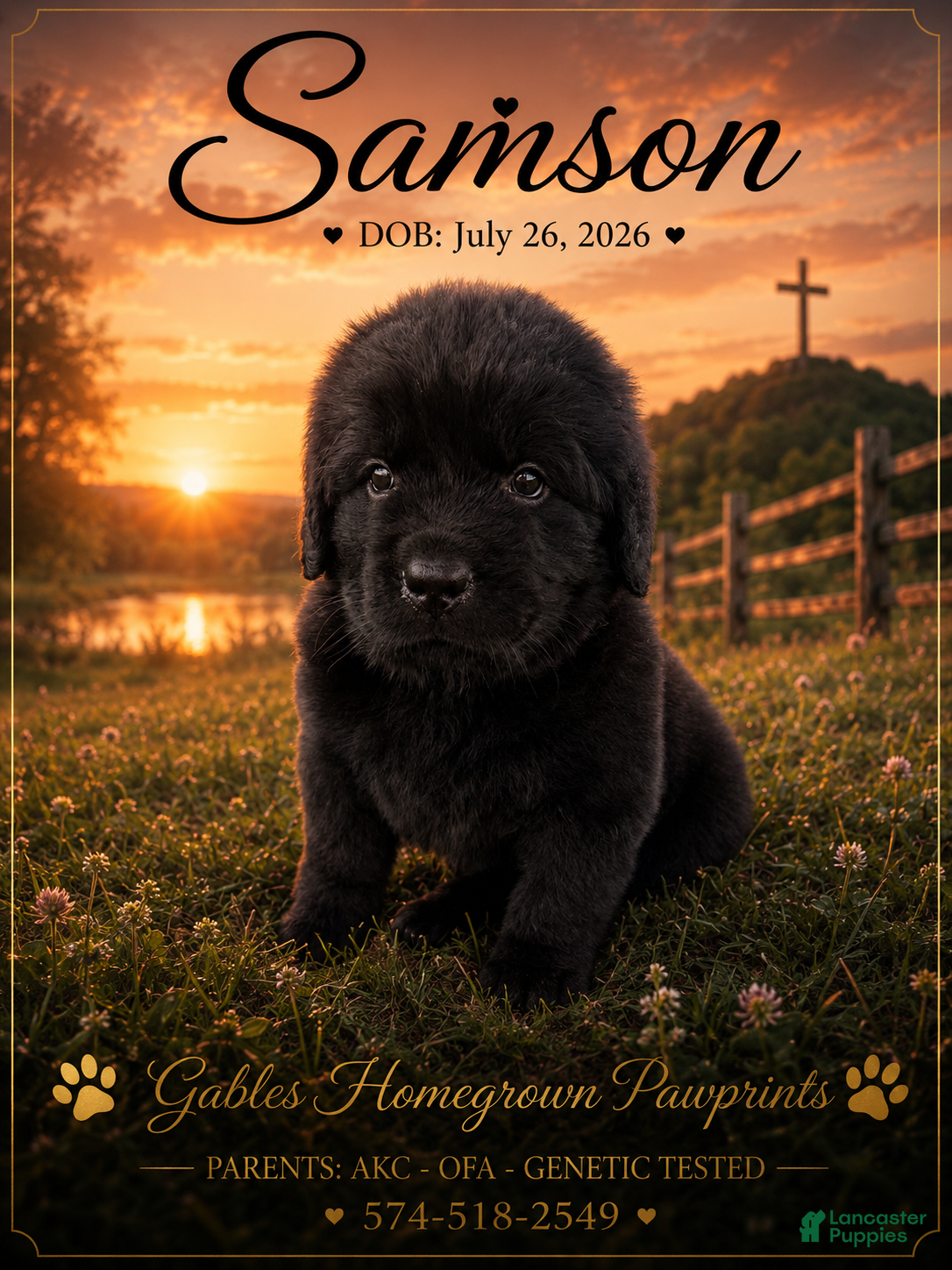 Newfoundland dogs Samson - Ad 9