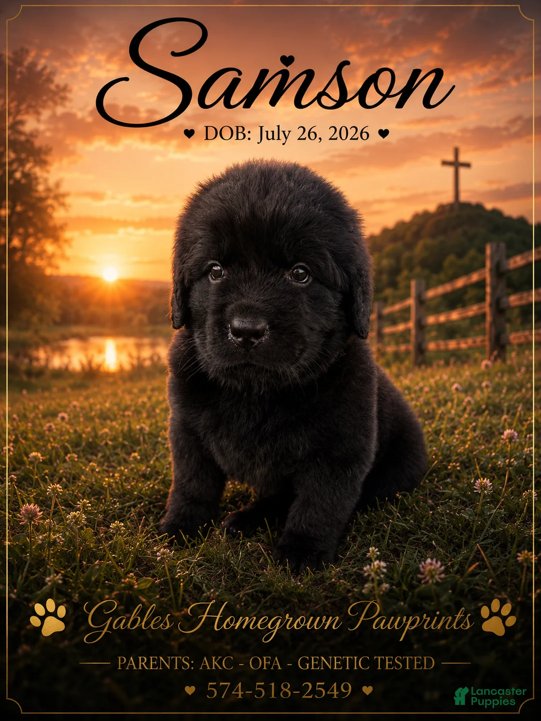 Newfoundland dogs for sale: Samson - Ad 1