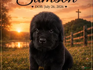 Newfoundland dogs Samson - Ad 9