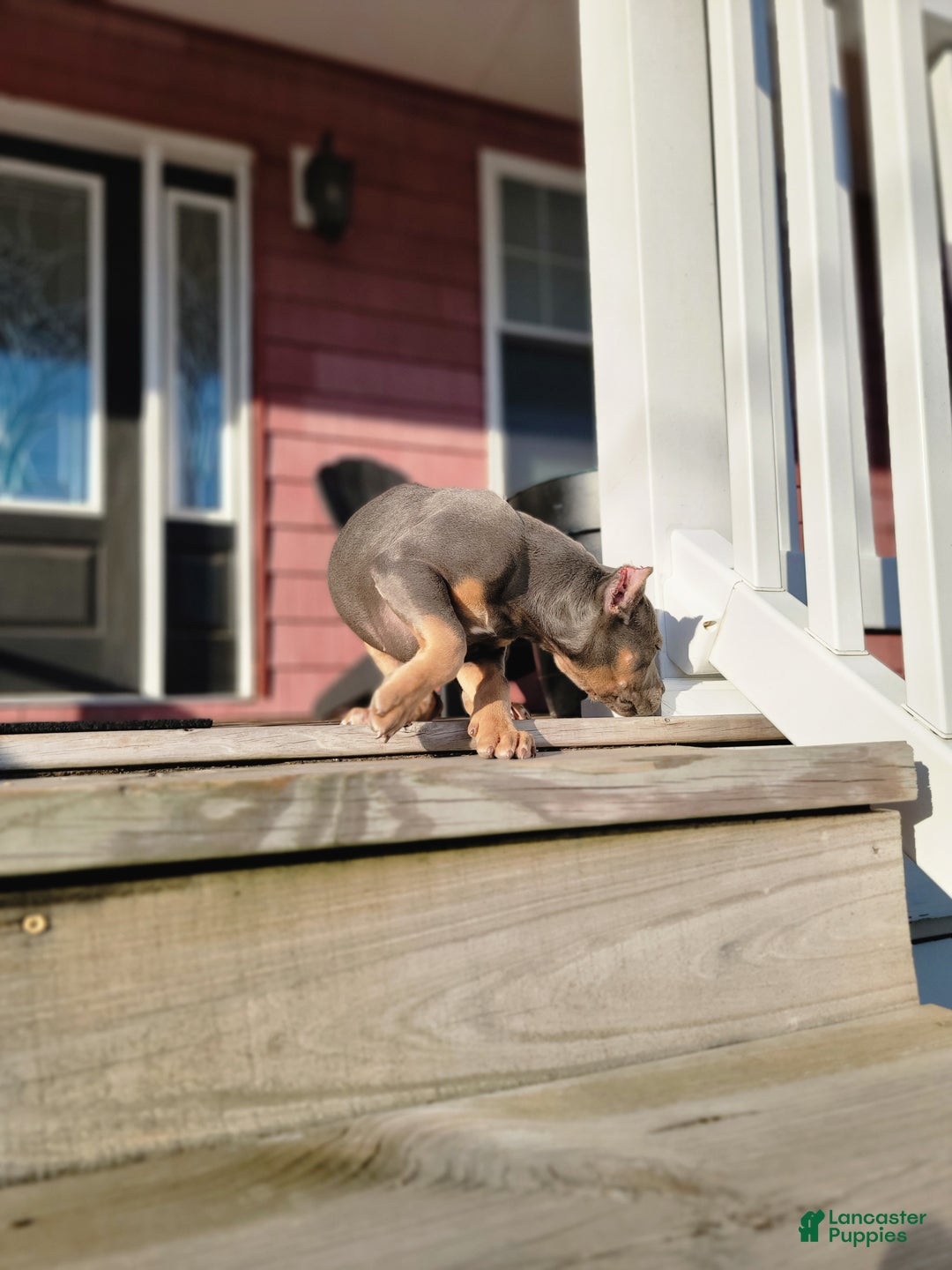 American Bully dogs for sale: American Bully Puppy 1 - Ad 7